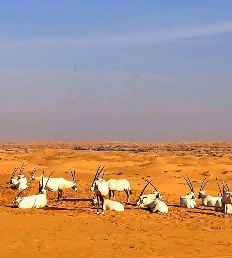 A diverse group of animals navigating the arid desert landscape, showcasing the resilience of wildlife in harsh environments Dubai