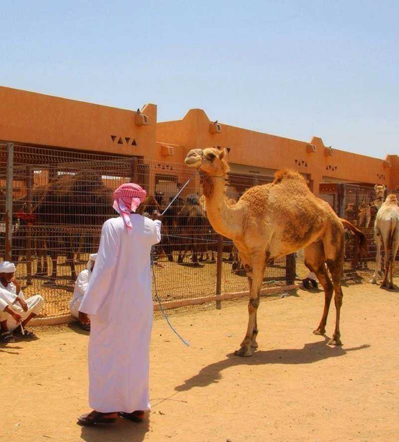 A man in white clothing stands next to a camel in the desert oase Al Ain