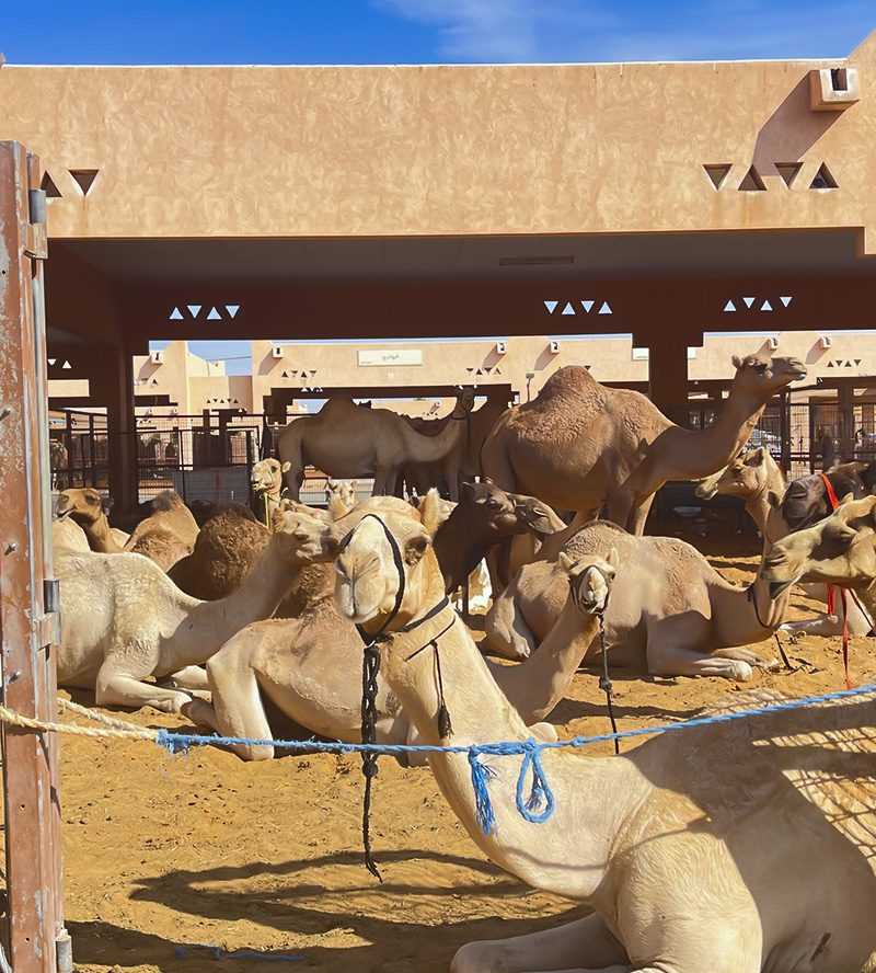 Al Jahili Fort is a fort in Al Ain, United Arab Emirates-