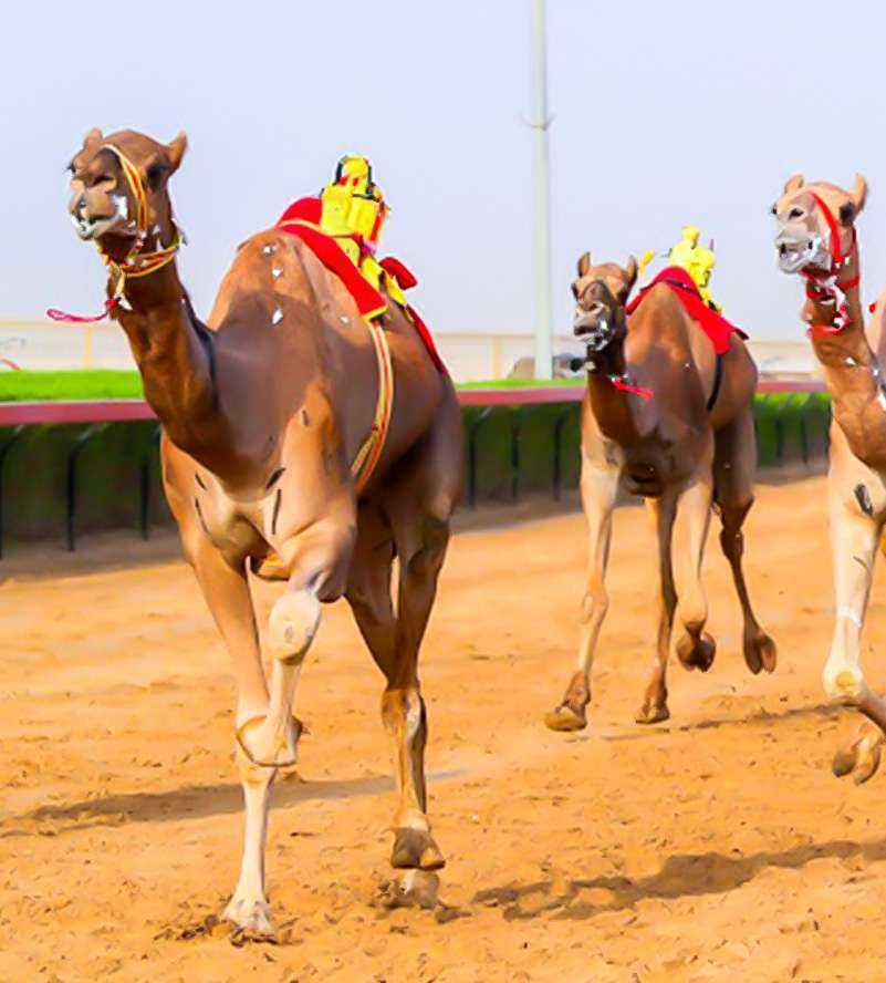 Camels galloping on a track oase Al Ain