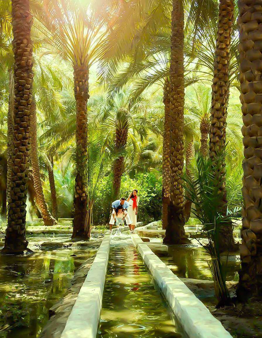 Family strolling through palm grove oase Al Ain
