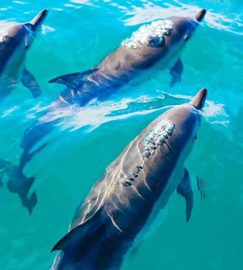 Four dolphins gracefully swimming-Dhow Cruise Tour In Khasab Musandam