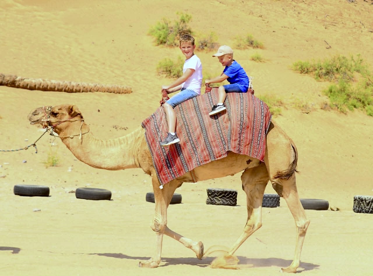 Kamelritt bei der Morgensafari in Dubai – ein unvergessliches Wüstenerlebnis im sanften Licht des Sonnenaufgangs.