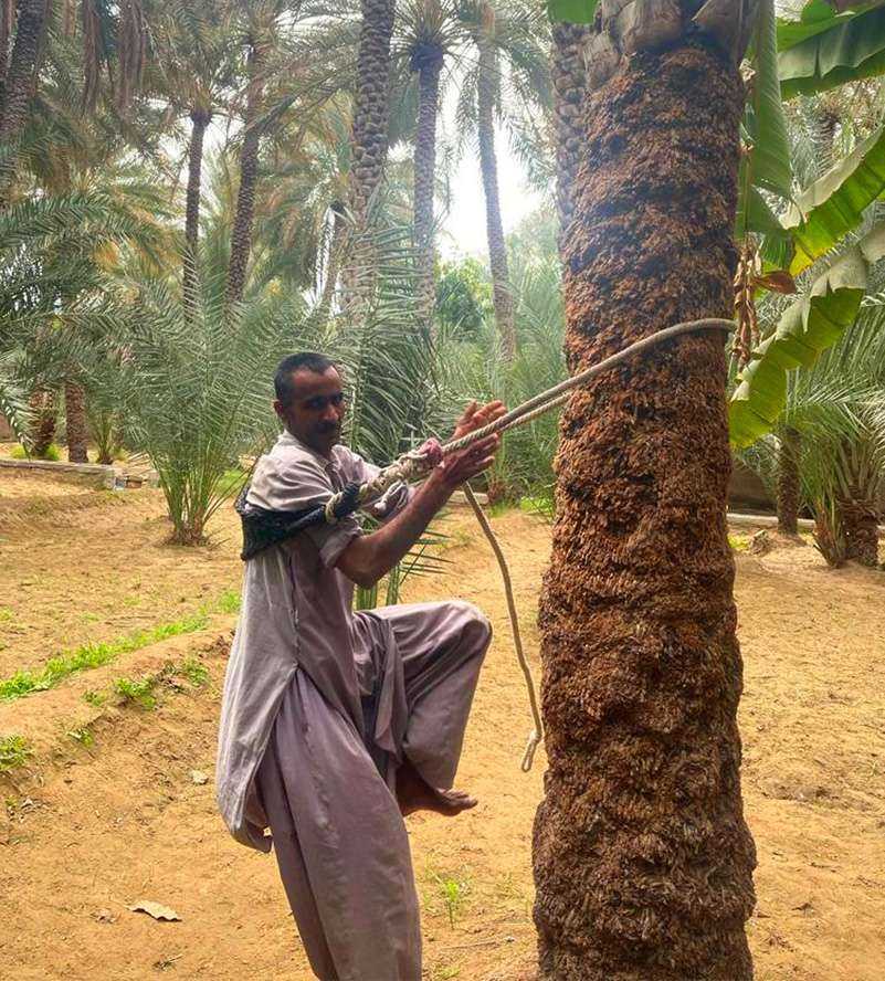 Man down palm tree with saw oase Al Ain