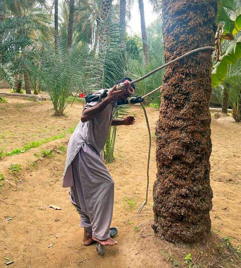 Man pulling palm with rope