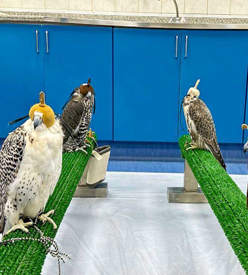 Several birds perched on a bench, creating a picturesque scene of avian companionship