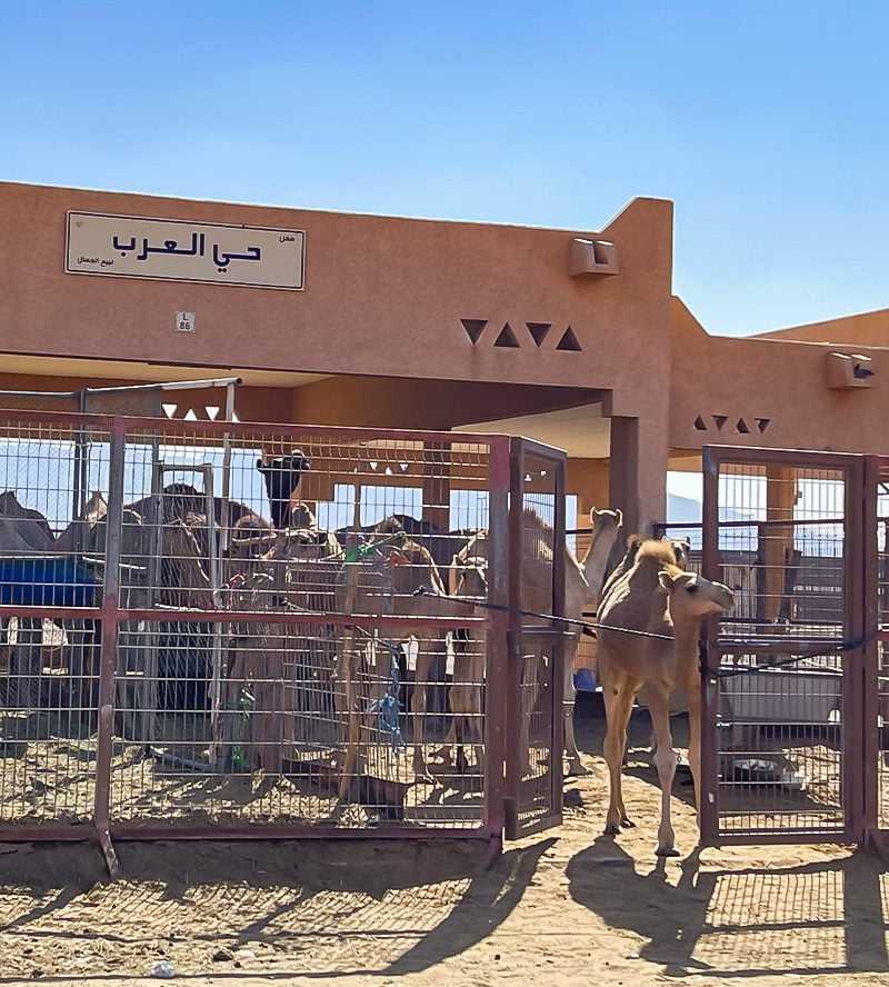 camel market Al Ain Oasis Abu Dhabi