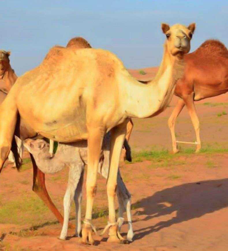 Kamele im Naturschutzgebiet von Ras Al Khaimah – traditionelle Wüstenszenerie erleben.