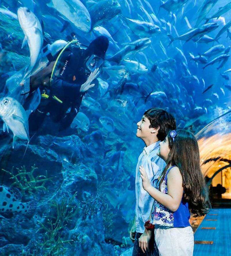 child looking at fish in a tank-Dubai Aquarium & Underwater Zoo