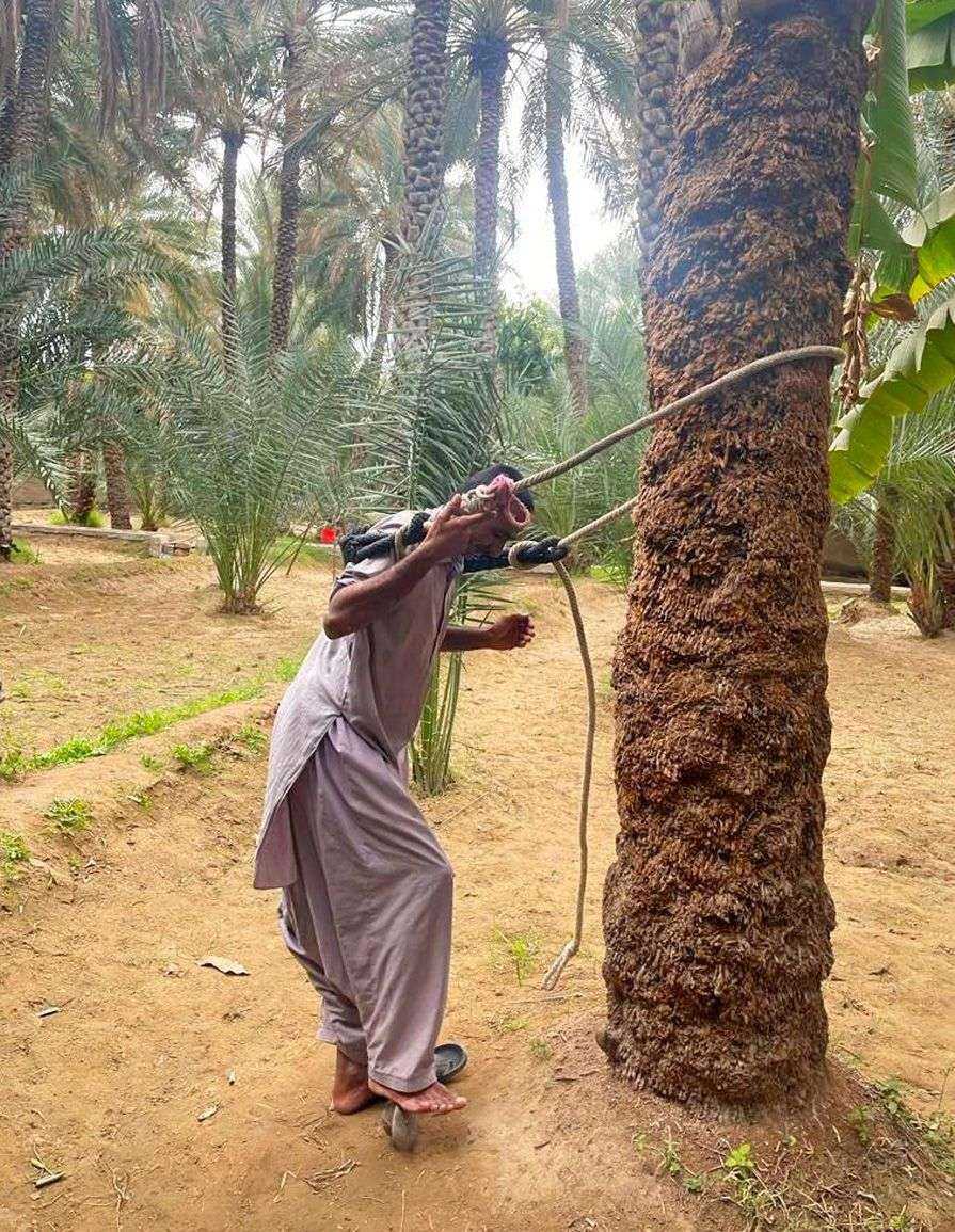 person holding a rope around a tree-Al Ain Oasis Abu Dhabi