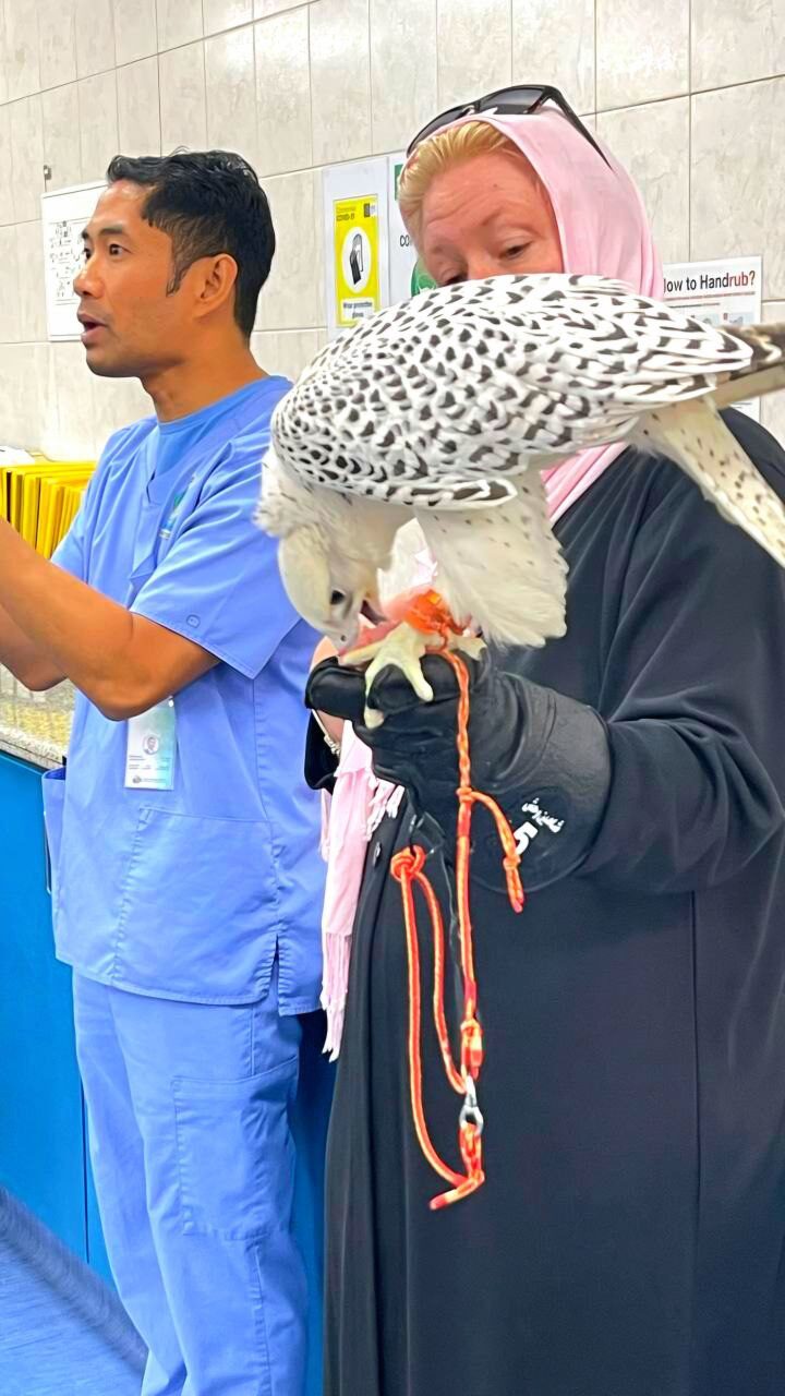 Ein Falke frisst Taubenfleisch – traditionelles Futter für Falken in den VAE.
