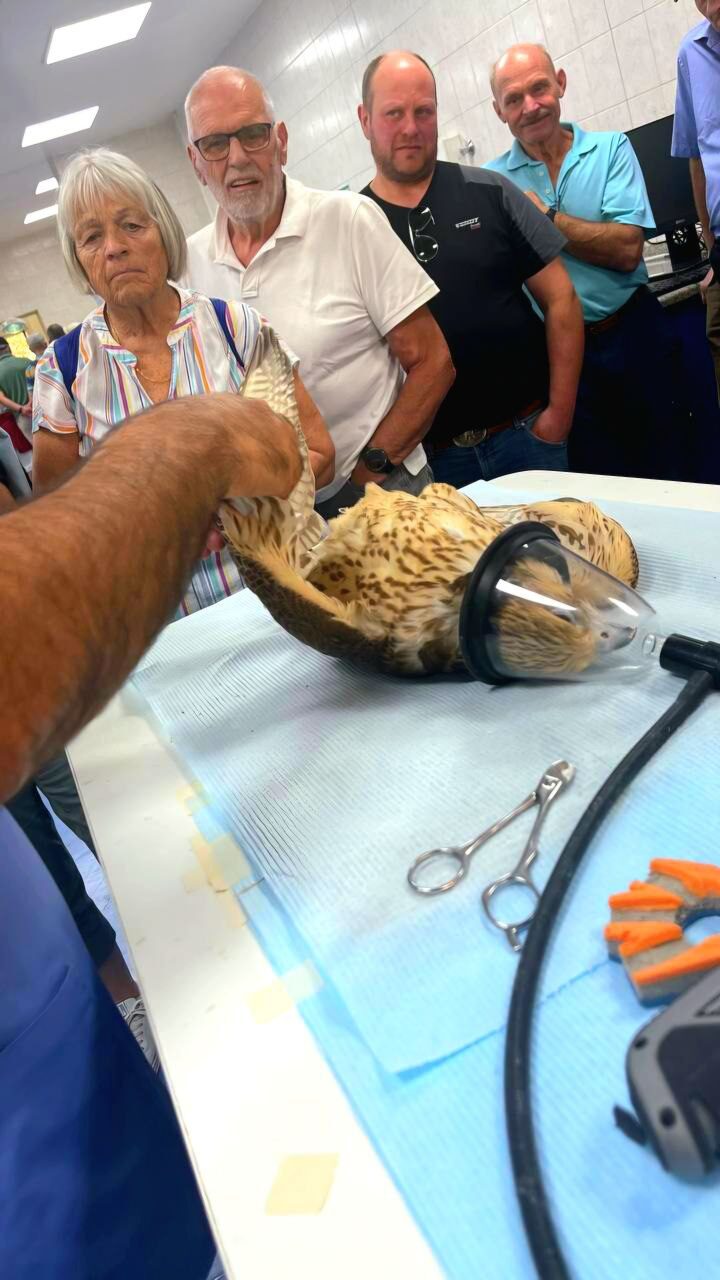 Geschliffener Falkennagel – gepflegt durch spezielle Operation zur Erhaltung der Gesundheit der Falken.