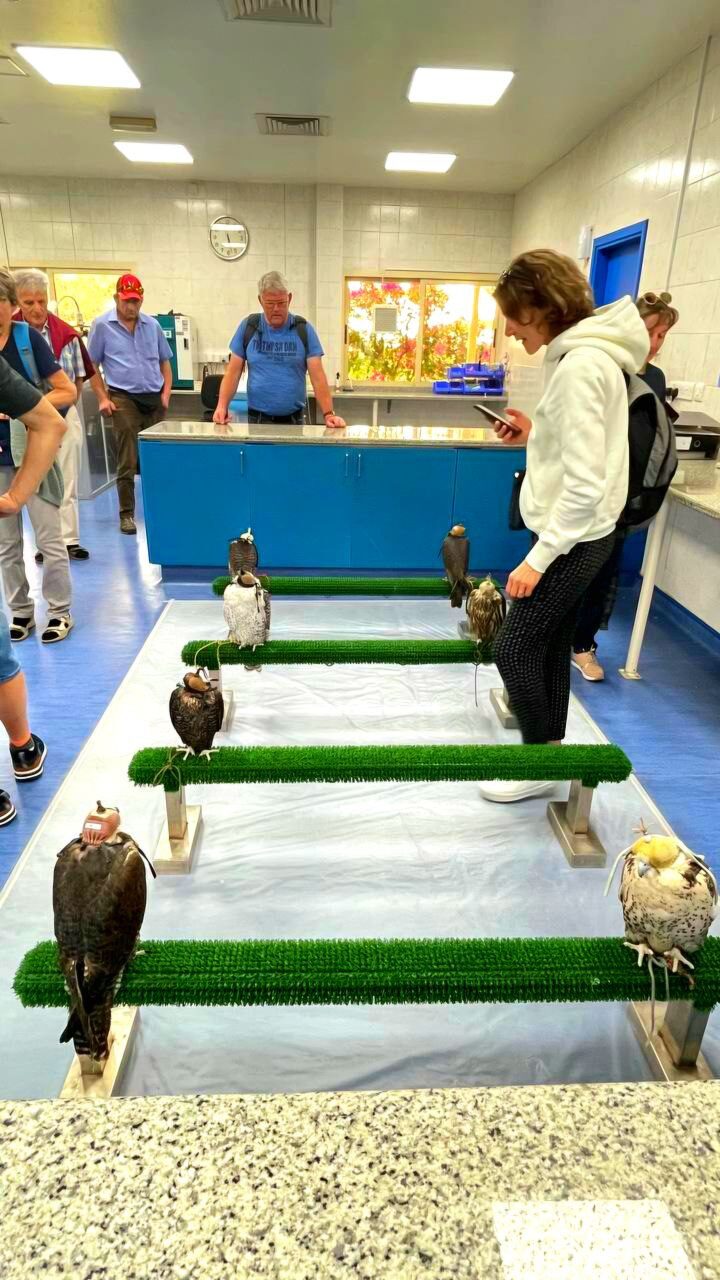 Verschiedene Falkenarten im Falkenkrankenhaus in Abu Dhabi – Schutz und Pflege der Nationalvögel der VAE.