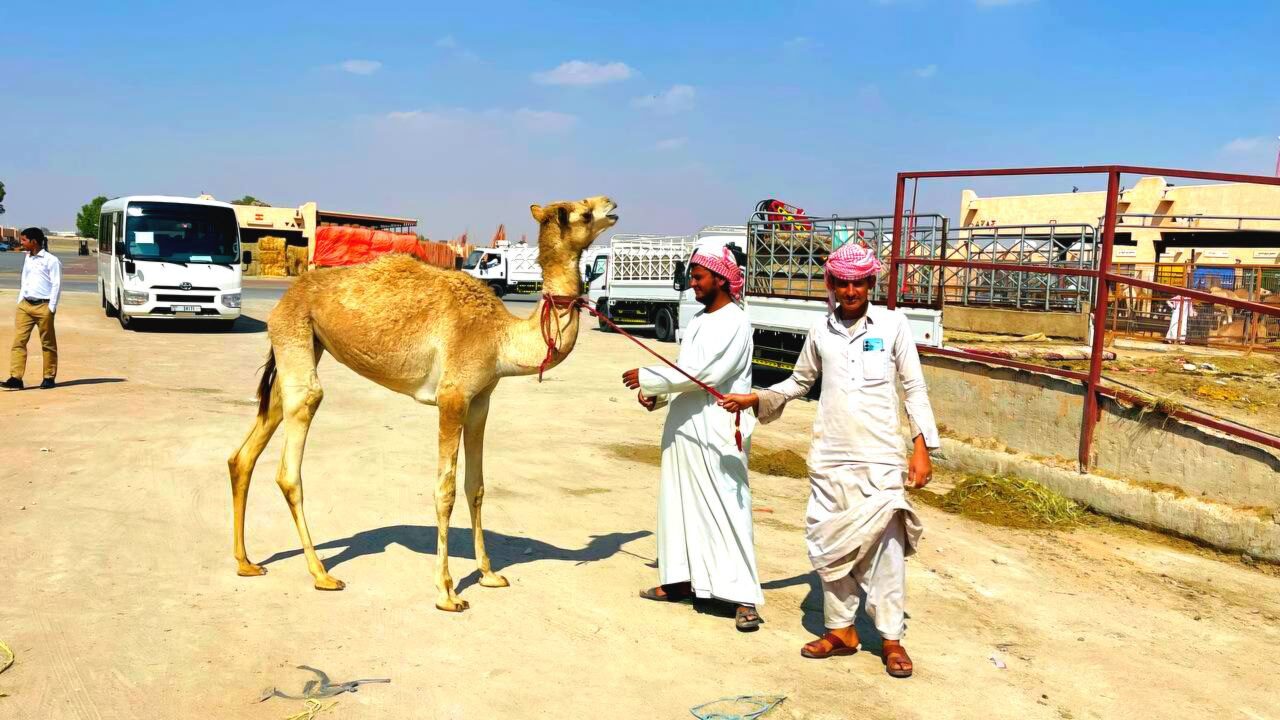 photo_5879867420468513899_y