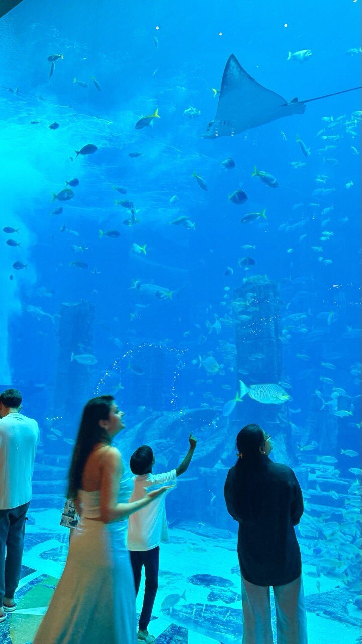Das Lost World Aquarium im Atlantis The Palm entführt Besucher in eine faszinierende Unterwasserwelt