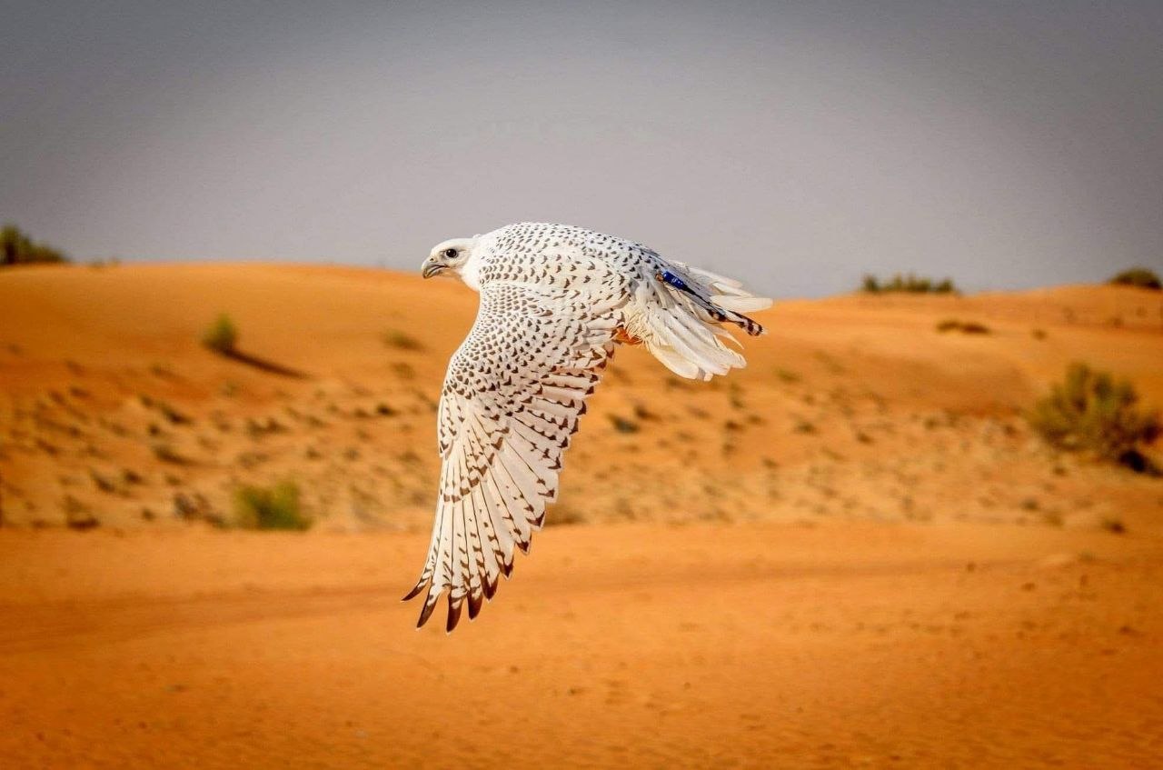 Der Nationalvogel der VAE – der Falke in der Wüste Abu Dhabis.