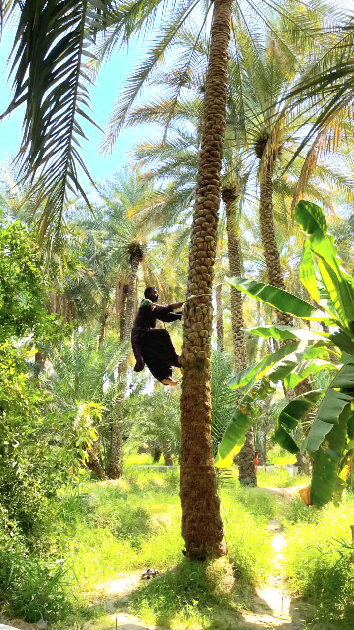 Dattelpalmen-Klettern – zum Ernten von Datteln oder für die Bestäubung zur Vermehrung, traditionelle Praxis in den VAE.