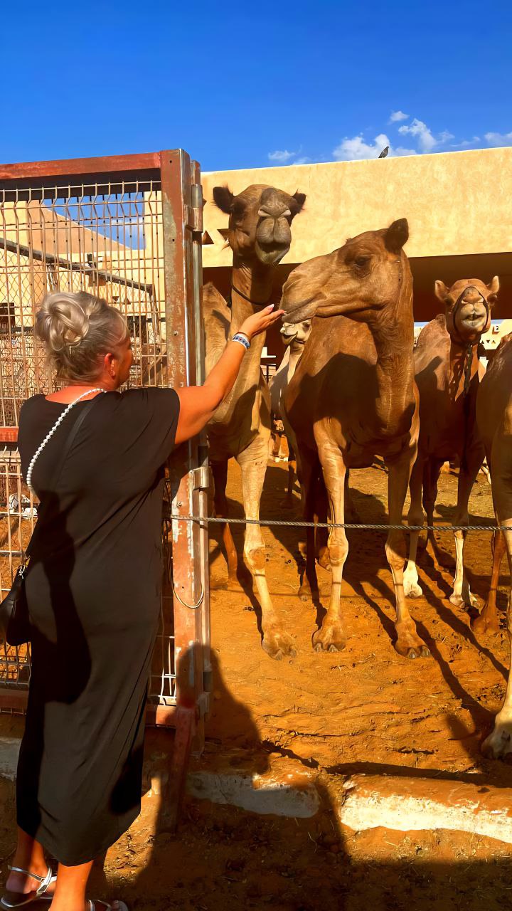Eine Deutsche streichelt ein Kamel auf dem Kamelmarkt in Al Ain – traditionelles Erlebnis und beliebtes Touristenziel in den VAE.