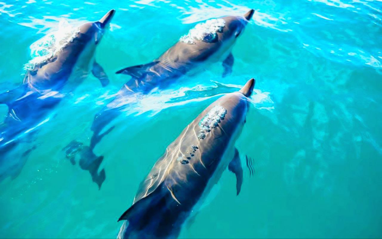 Während der Musandam-Bootstour können wilde Delfine beobachtet werden – verspielt, agil und ein Highlight für Natur- und Tierliebhaber.