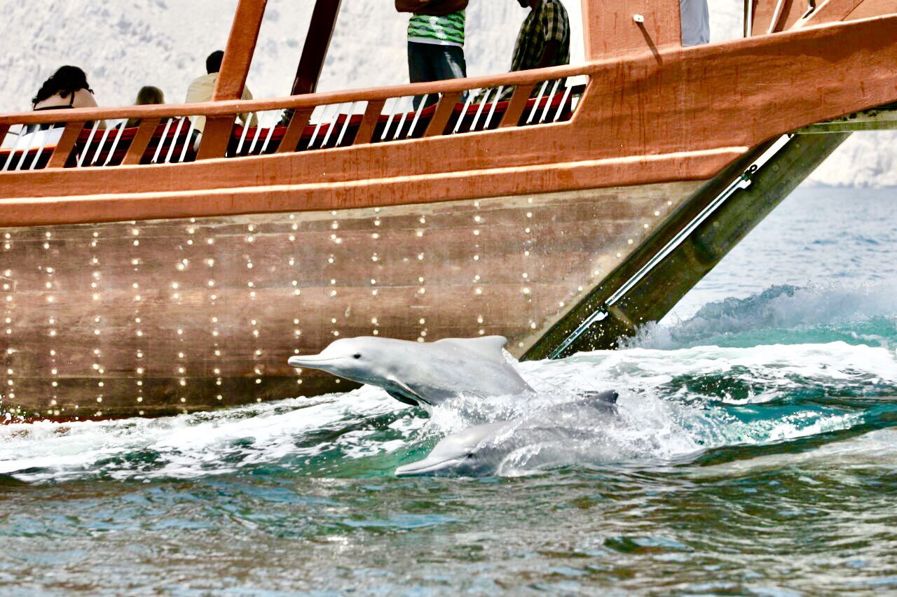 Musandam schnorcheln Dhow Cruise