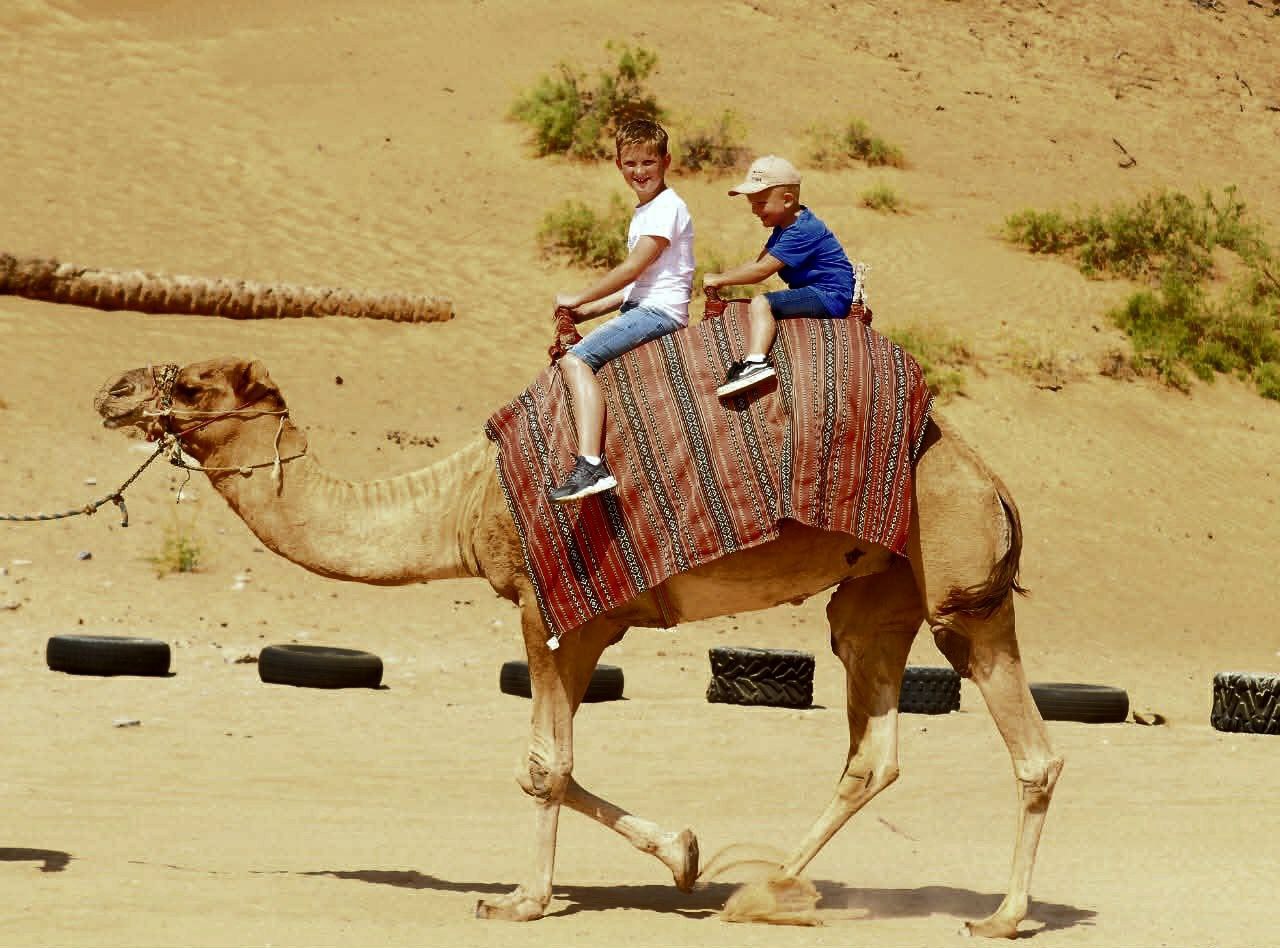 Kamelritt bei der Morgensafari in Dubai – ein unvergessliches Wüstenerlebnis im sanften Licht des Sonnenaufgangs.