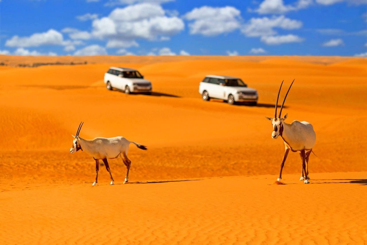 Oryx im Al Marmoom Nationalpark – beeindruckende Tierwelt bei der Platinum Heritage Safari.