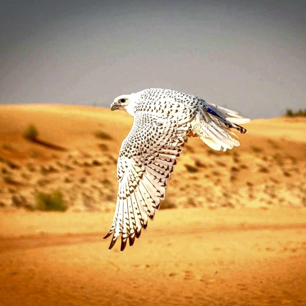 photo_5902466722336279332_y