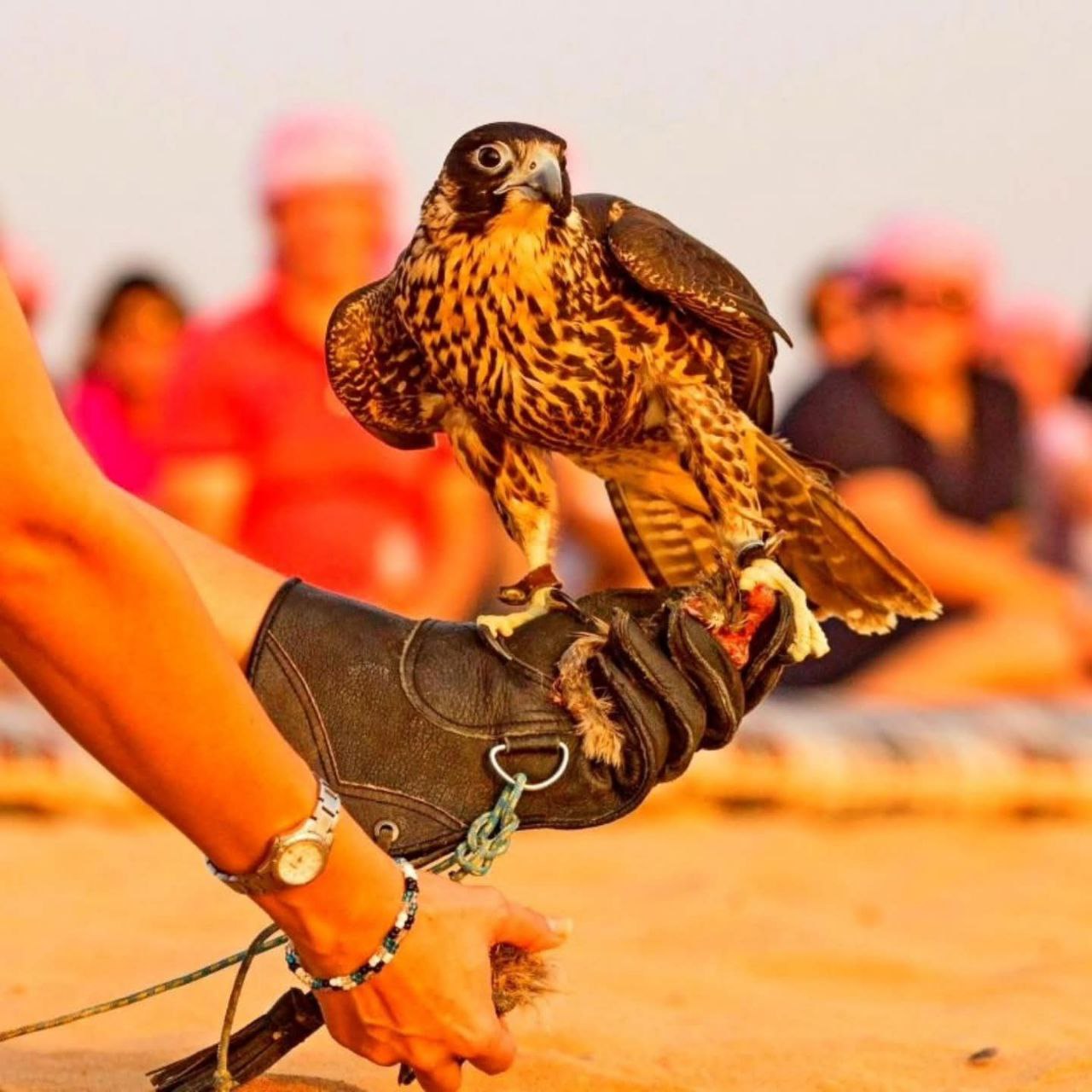 Bewundern Sie eine spektakuläre Falkenshow bei Sonnenuntergang vor der arabischen Wüstenkulisse.