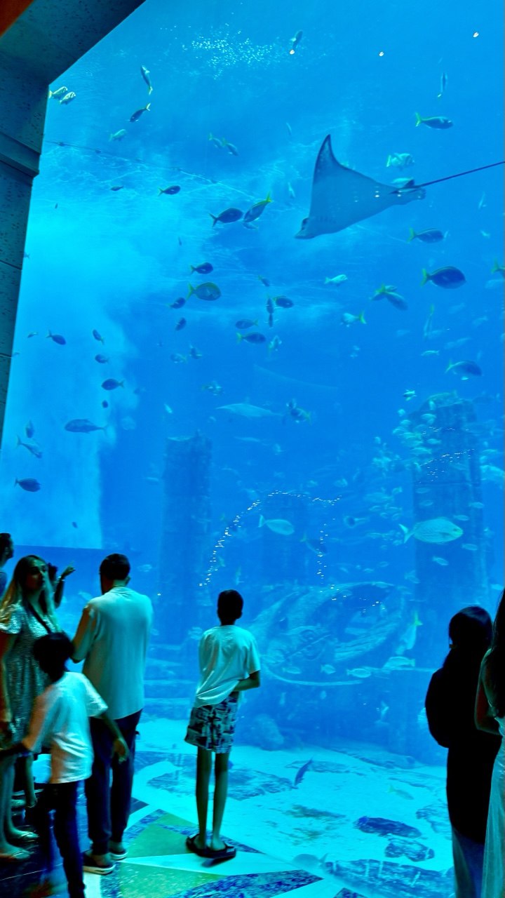 Das Lost World Aquarium im Atlantis The Palm entführt Besucher in eine faszinierende Unterwasserwelt
