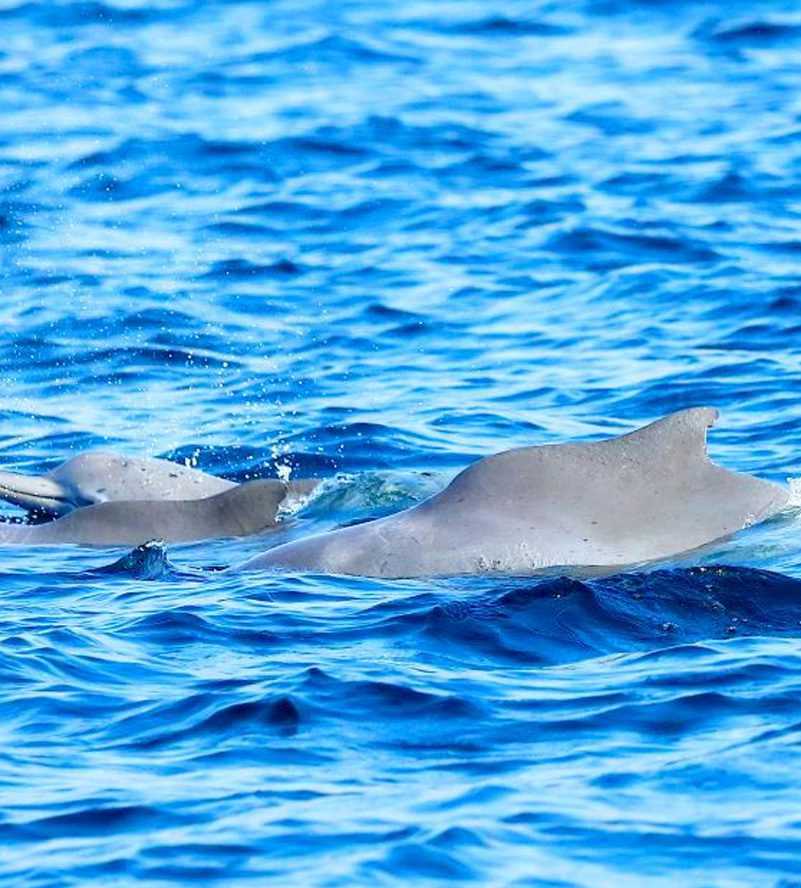 wo dolphins gracefully swim in the ocean, their heads playfully peeking above the water's surface-Dhow Cruise Tour In Khasab Musandam
